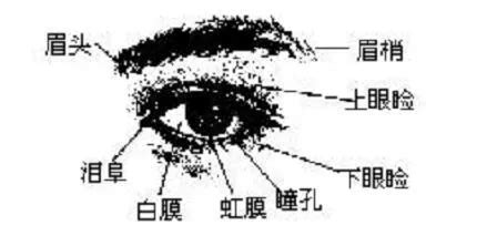 眼圓 面相|金自在相面秘訣——眼睛篇